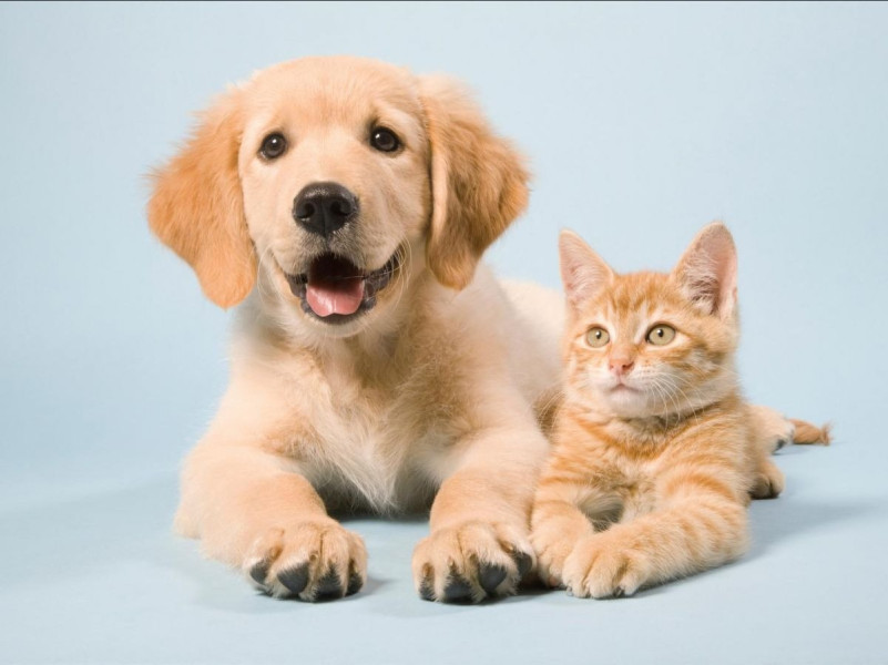 Animaux de compagnie : découvrez les stars des foyers français en 2025