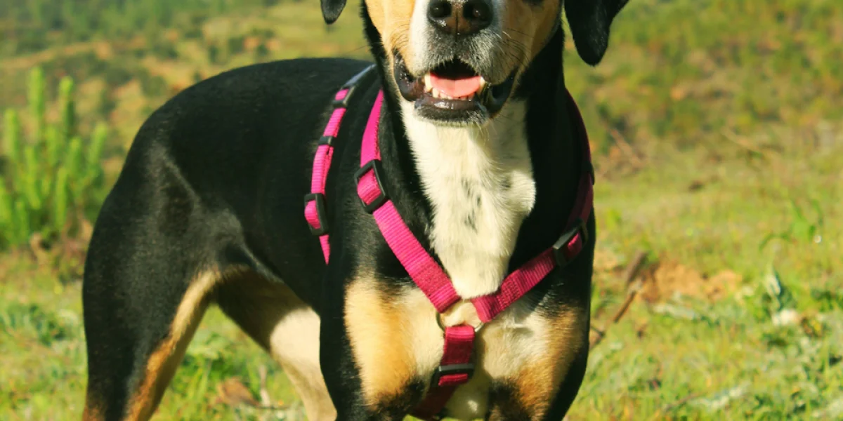 Harnais chien original : le guide ultime